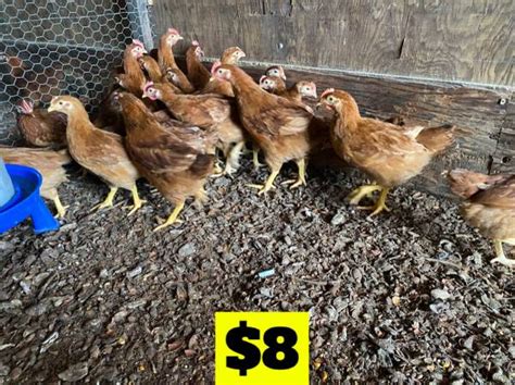 $20 each. . Craigslist chickens for sale by owner